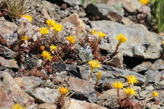 Pontia occidentalis