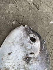 Mola mola