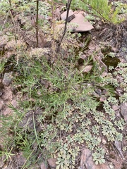 Polygala tenuifolia