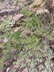 Polygala tenuifolia