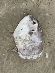 Mola mola