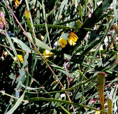 Bossiaea ensata