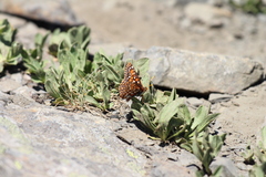 Euphydryas anicia