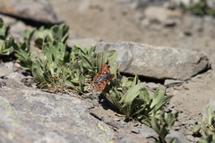 Euphydryas anicia