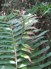 Blechnum falciforme