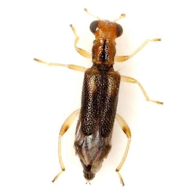 Vertical-lined Phyllobaenus