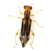 Phyllobaenus verticalis - Photo (c) Mike Quinn, Austin, TX, some rights reserved (CC BY-NC), uploaded by Mike Quinn, Austin, TX