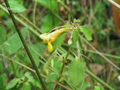 Impatiens mexicana