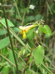 Impatiens mexicana