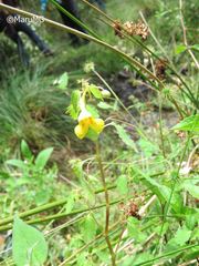 Impatiens mexicana