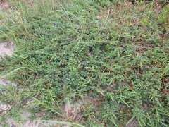 Juniperus communis megistocarpa