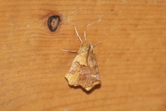 Selenia alciphearia