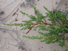 Juniperus communis megistocarpa