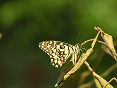 Papilio demoleus