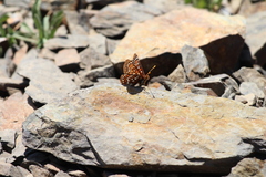 Euphydryas anicia