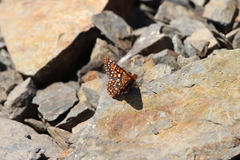 Euphydryas anicia