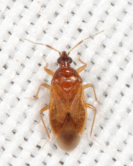 Amphiareus obscuriceps