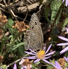 Cercyonis oetus