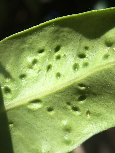 photo of Syzygium Leaf Psyllid (Trioza adventicia)