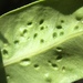 photo of Syzygium Leaf Psyllid (Trioza adventicia)