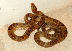 Sinaloan Lyresnake photo 4
