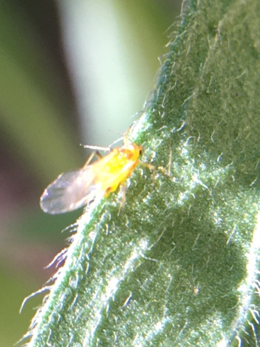 photo of Aphids (Aphididae)