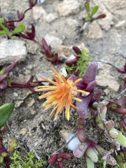 Cheiridopsis rostrata