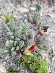 Cheiridopsis rostrata