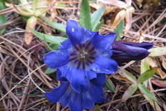 Gentiana spathacea