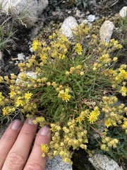 Ivesia pygmaea