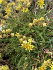 Ivesia pygmaea
