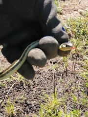Thamnophis