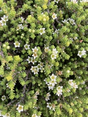 Diosma guthriei