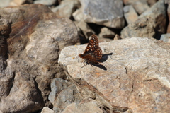 Euphydryas anicia