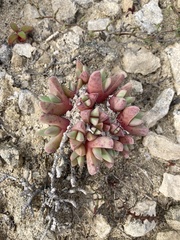 Cheiridopsis rostrata