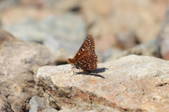 Euphydryas anicia