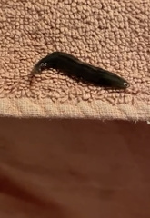 Kontikia ventrolineata