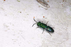 Trichrysis