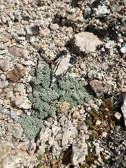 Oreonana clementis