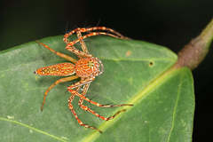 Hamadruas hieroglyphica