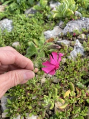 Silene ornata