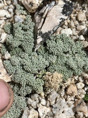 Oreonana clementis