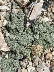 Oreonana clementis