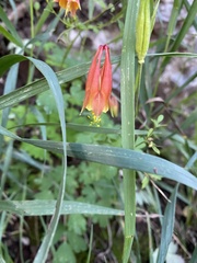 Aquilegia desertorum