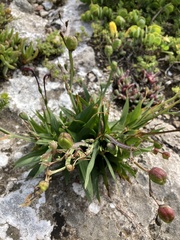 Freesia viridis viridis