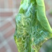 photo of Citrus Leafminer (Phyllocnistis citrella)