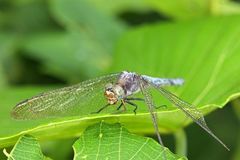 Orthetrum luzonicum