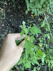 Chenopodium fremontii