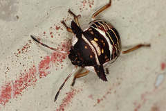 Alcimocoris coronatus