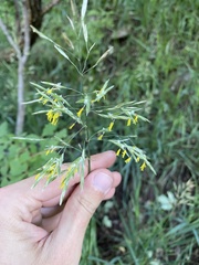 Bromus pumpellianus